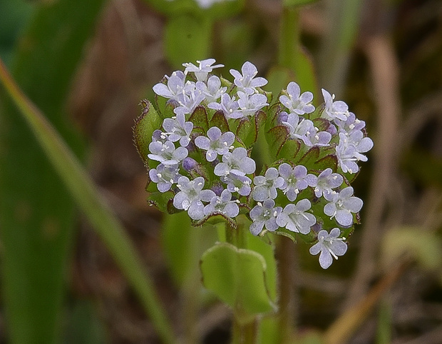 valeriánka  Valerianella sp.