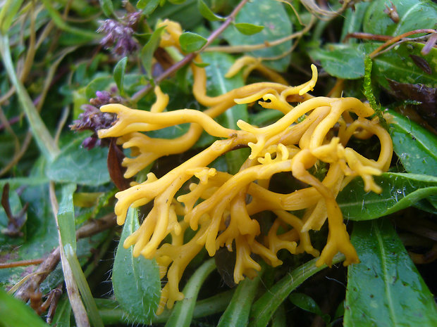 pakonárovka parôžkovitá Clavulinopsis corniculata (Schaeff.) Corner