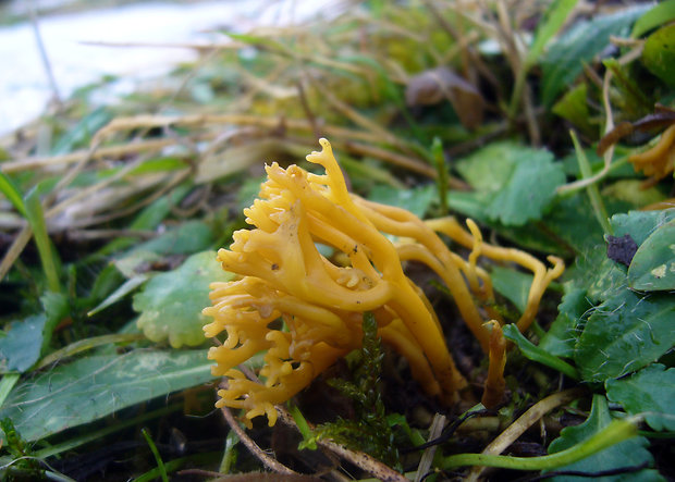 pakonárovka parôžkovitá Clavulinopsis corniculata (Schaeff.) Corner