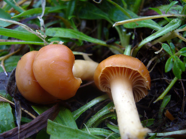 lúčnica statná Cuphophyllus pratensis (Fr.) Bon