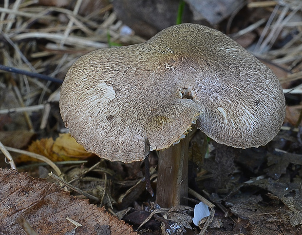 čírovka Tricholoma sp.?