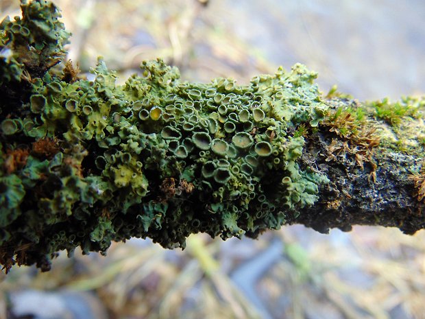 diskovník Xanthoria sp.