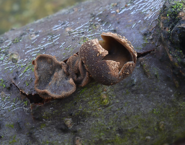 dutinovka otrubnatá Encoelia furfuracea (Roth) P. Karst.