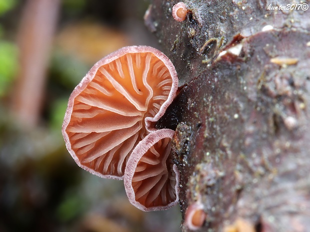 pňovka fialovohnedá Panellus violaceofulvus (Batsch) Singer