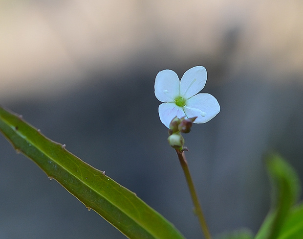 veronika štítovitá Veronica scutellata L.