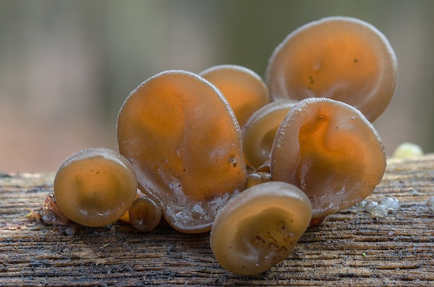 uchovec bazový Auricularia auricula-judae (Bull.) Quél.