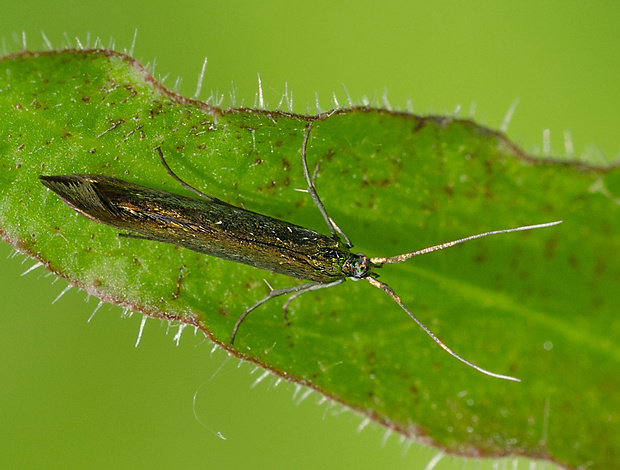 rúrovček Coleophora trifolii