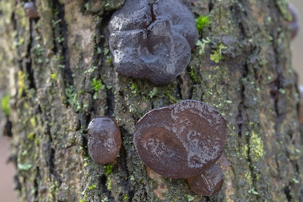 tmavorôsolovec mušľovitý Exidia truncata Fr.