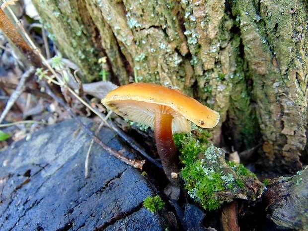 plamienka Flammulina sp.