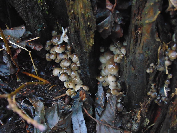 prilbička hnedosivá Mycena tintinnabulum (Paulet) Quél.