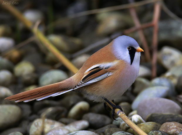 fúzatka trstinová Panurus biarmicus