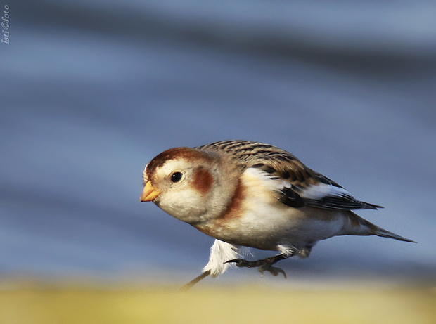 snehuľka severská Plectrophenax nivalis