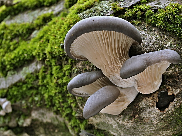 hliva ustricovitá Pleurotus ostreatus (Jacq.) P. Kumm.