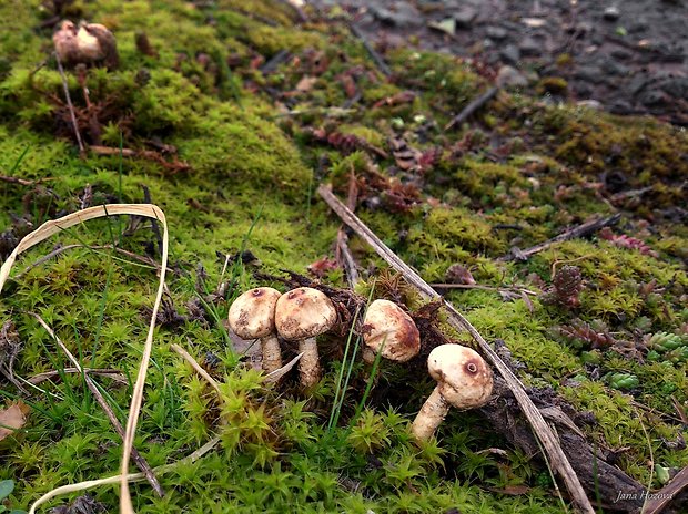 stopkovec zimný Tulostoma brumale Pers.