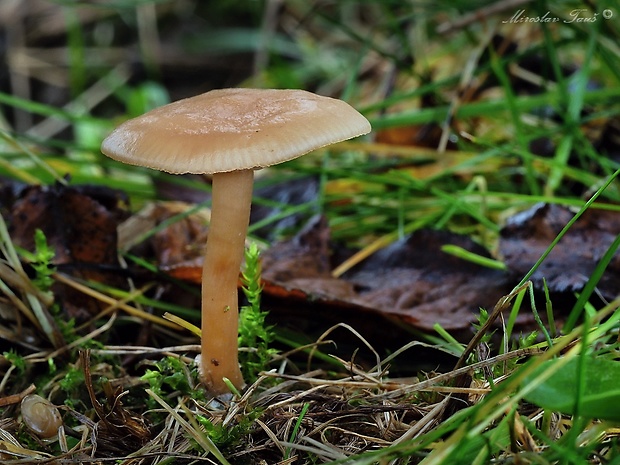 strmuľka voňavá Clitocybe fragrans (With.) P. Kumm.