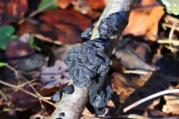 tmavorôsolovec mušľovitý Exidia truncata Fr.