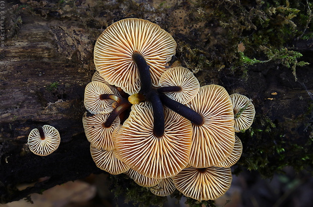 plamienka Flammulina sp.