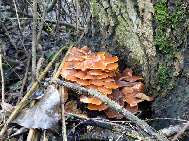 plamienka Flammulina sp.