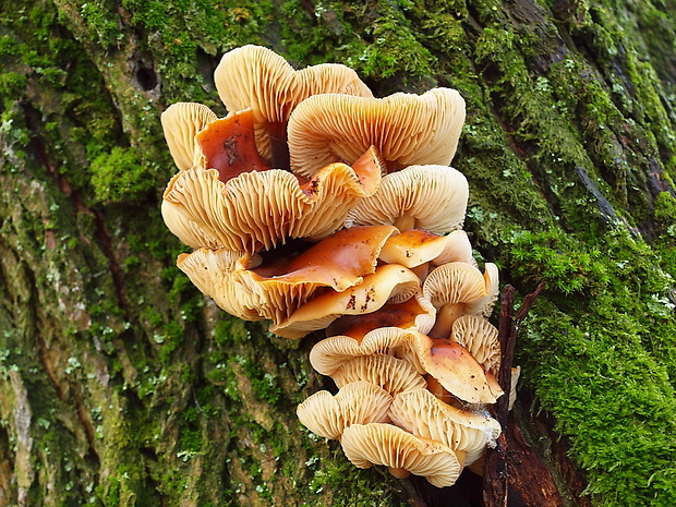 plamienka Flammulina sp.