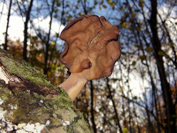 ušiak mitrovitý Gyromitra infula (Schaeff.) Quél.