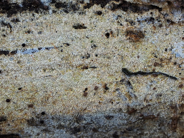 hyfodoncia šidlovitá Hyphodontia arguta (Fr.) J. Erikss.