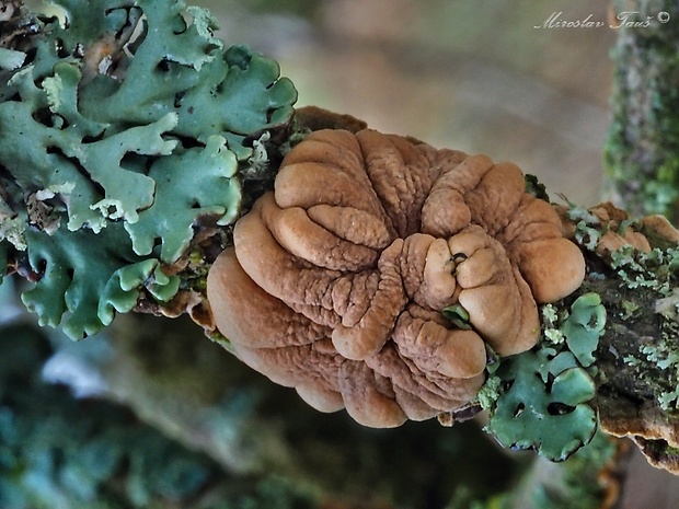 mäsovka lišajníková Hypocreopsis lichenoides (Tode) Seaver