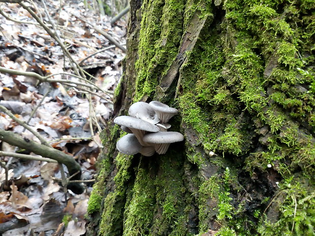 hliva ustricovitá Pleurotus ostreatus (Jacq.) P. Kumm.