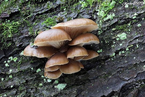 hliva ustricovitá Pleurotus ostreatus (Jacq.) P. Kumm.