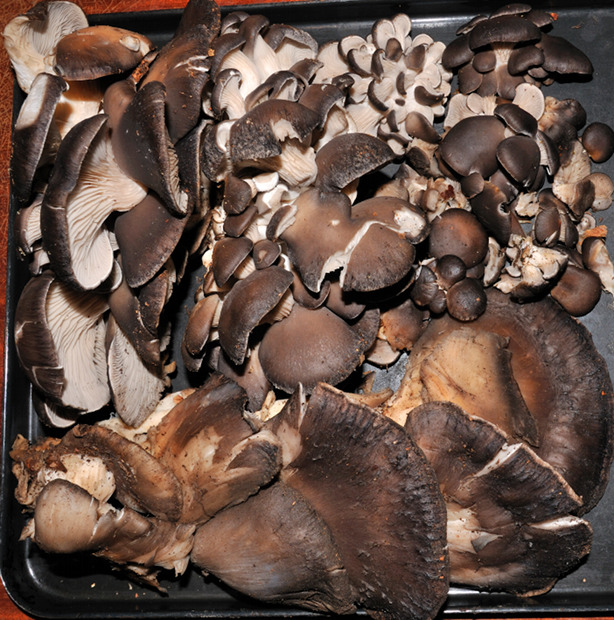 hliva ustricovitá Pleurotus ostreatus (Jacq.) P. Kumm.