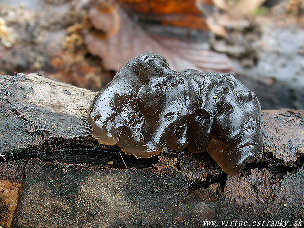 tmavorôsolovec mušľovitý Exidia truncata Fr.