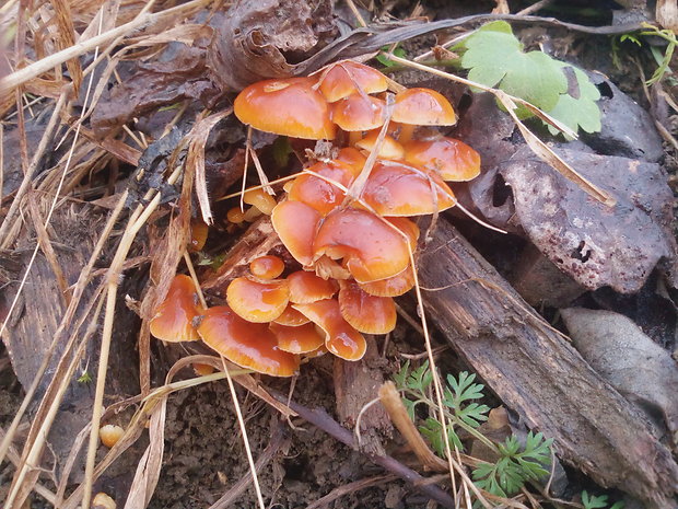 plamienka Flammulina rossica Redhead & R.H. Petersen