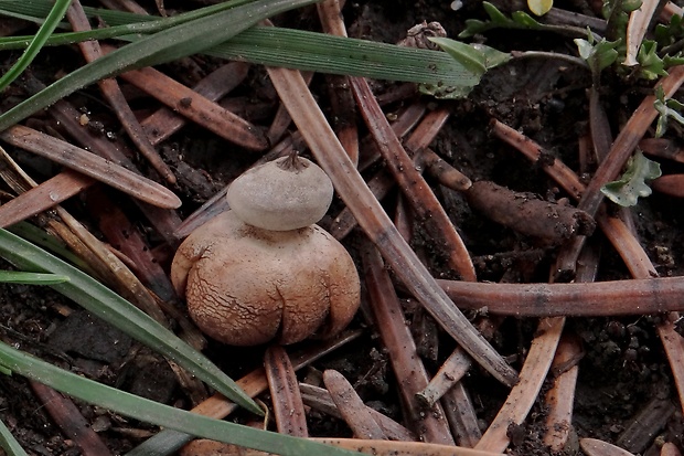 hviezdovka drsná Geastrum campestre Morgan