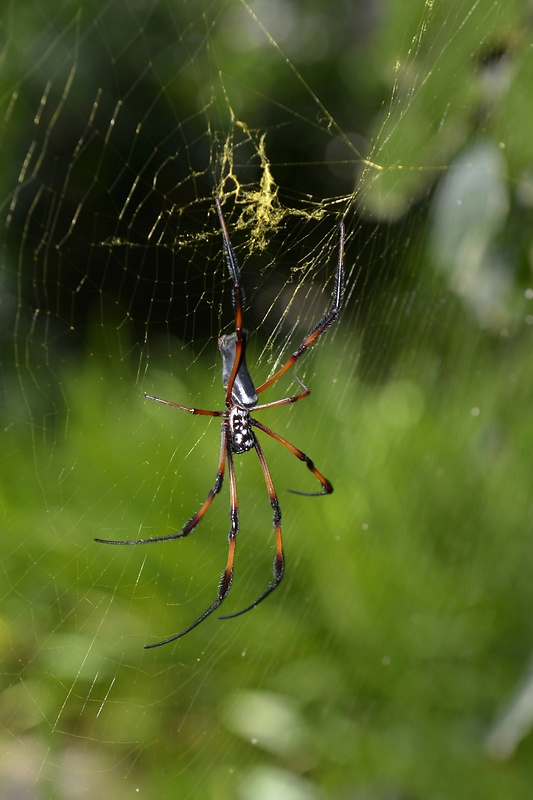 pavúk palmový Nephila inaurata