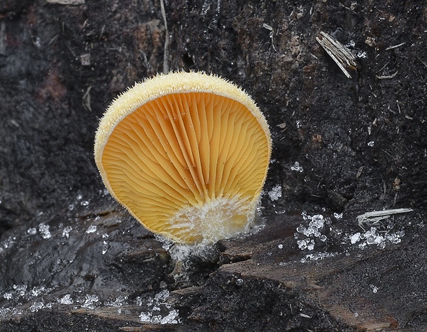 hlivník hniezdovitý Phyllotopsis nidulans (Pers.) Singer