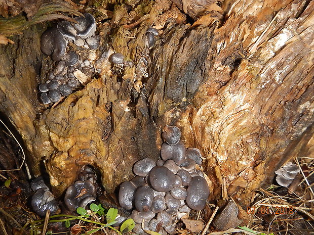 hliva ustricovitá Pleurotus ostreatus (Jacq.) P. Kumm.