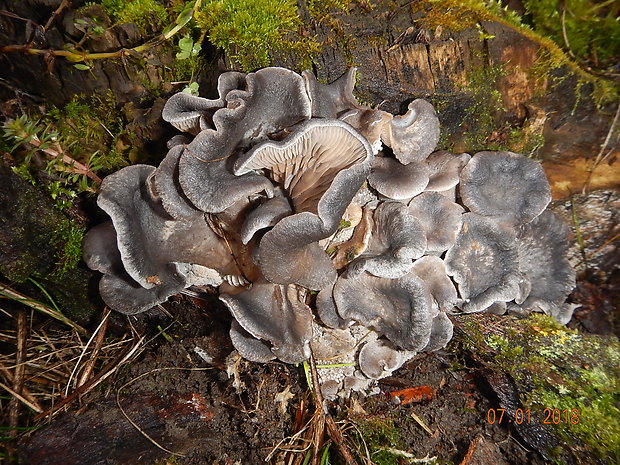 hliva ustricovitá Pleurotus ostreatus (Jacq.) P. Kumm.