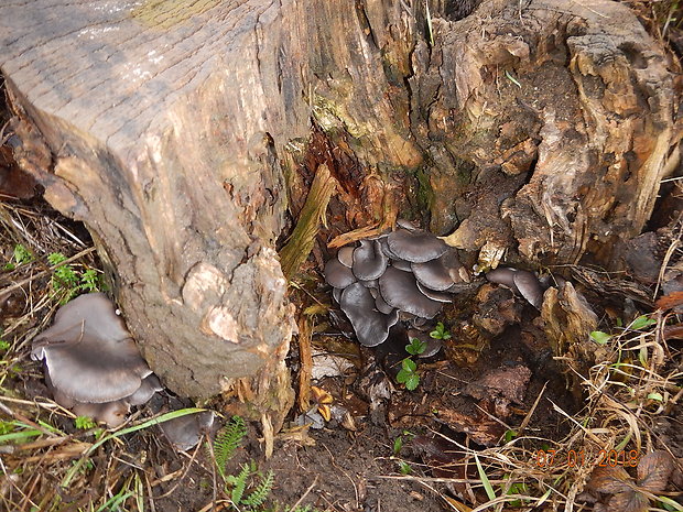 hliva ustricovitá Pleurotus ostreatus (Jacq.) P. Kumm.