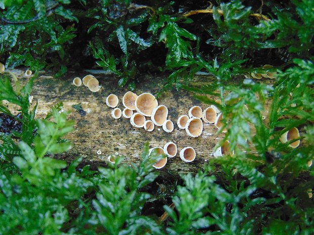 škľabka plstnatá Schizophyllum amplum (Lév.) Nakasone