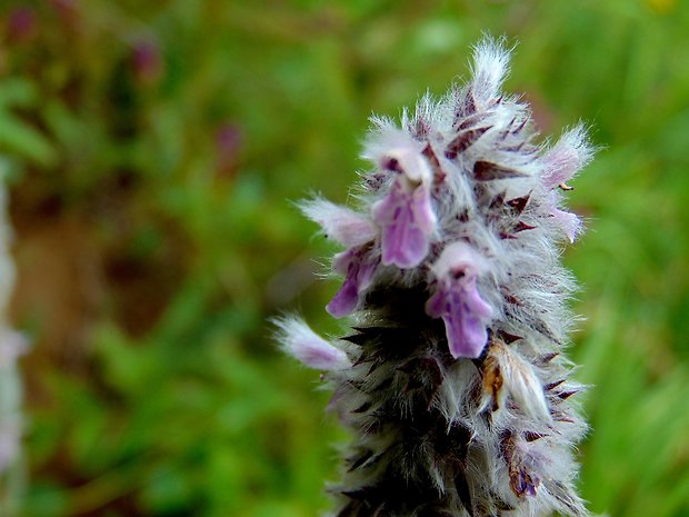 čistec nemecký Stachys germanica L.