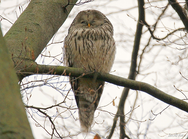 sova dlhochvostá Strix uralensis