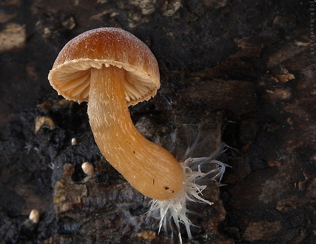 smeťovka zimná Tubaria furfuracea (Pers.) Gillet