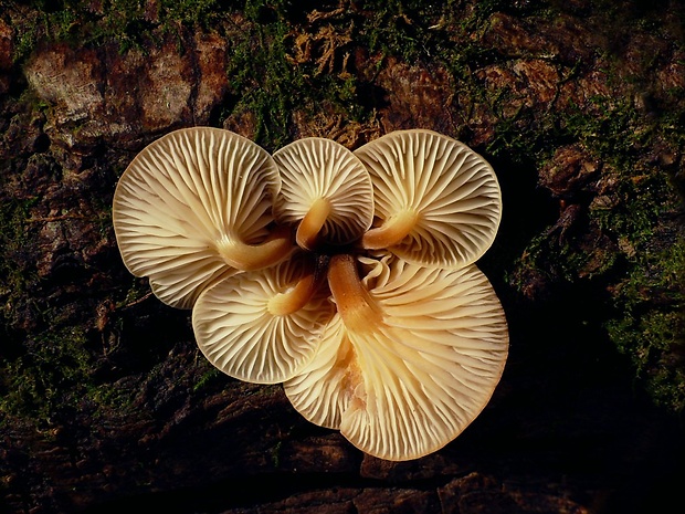 plamienka Flammulina sp.