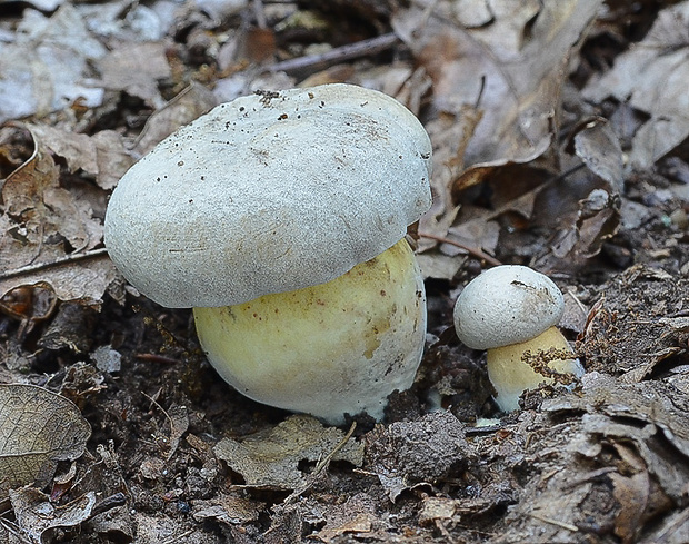 hríb horký Caloboletus radicans (Pers.) Vizzini