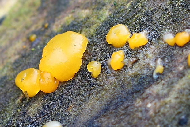 slzovec Dacrymyces sp.