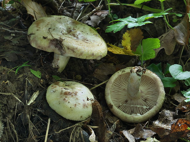 rýdzik žltkastý Lactarius flavidus Boud.