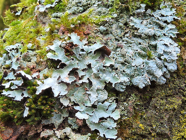 diskovka ryhovaná Parmelia sulcata Taylor