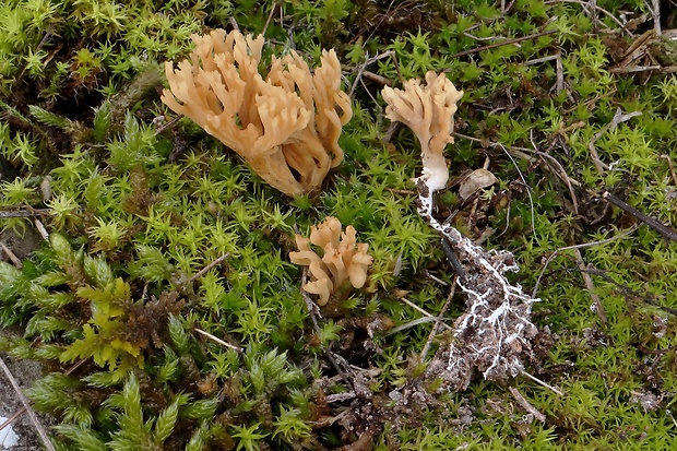 strapačka Phaeoclavulina roellinii (Schild) Giachini