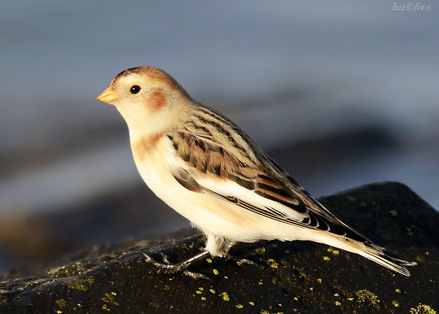 snehuľka severská Plectrophenax nivalis