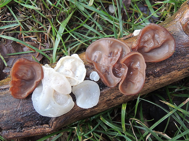 uchovec bazový biely Auricularia auricula-judae var. lactea Quél