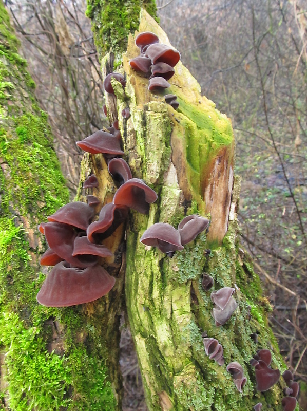 uchovec bazový Auricularia auricula-judae (Bull.) Quél.